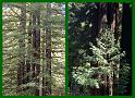 Redwoods 2